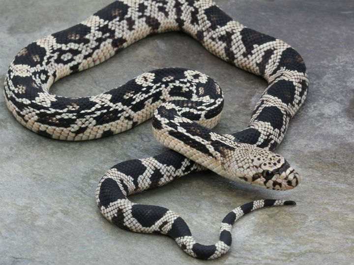 Northern Pine Snake